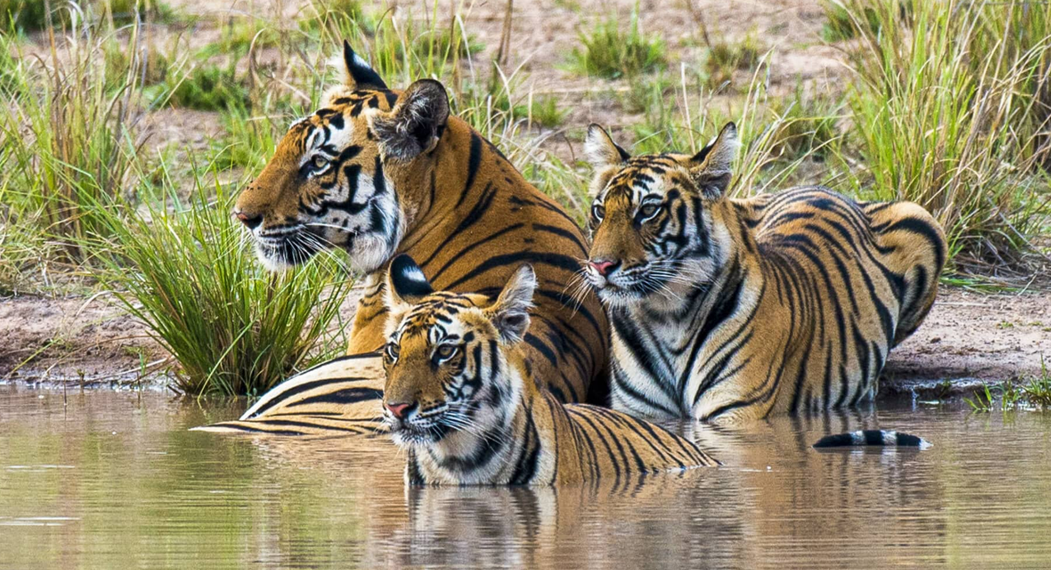 Tigers Santuary